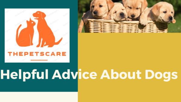 Helpful Advice About Dogs Can Be Found in The Following Article: