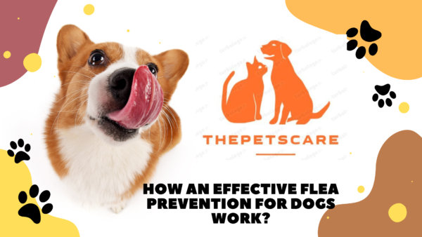 How An Effective Flea Prevention for Dogs Work?