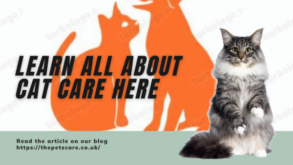 Learn All About Cat Care Here