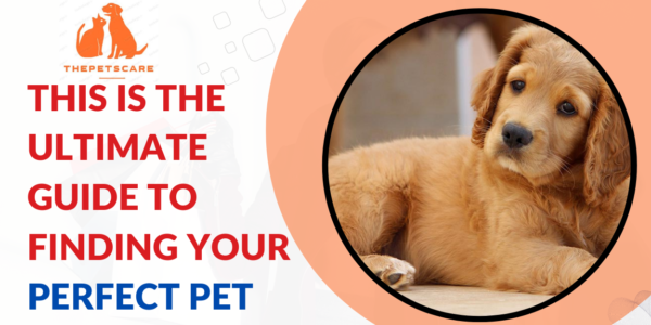 This Is the Ultimate Guide to Finding Your Perfect Pet