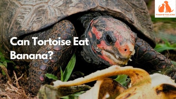 Can Tortoises Eat Bananas? Explore the Benefits and Riscons of Feeding Tortoises Bananas