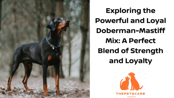 Exploring the Powerful and Loyal Doberman-Mastiff Mix: A Perfect Blend of Strength and Loyalty