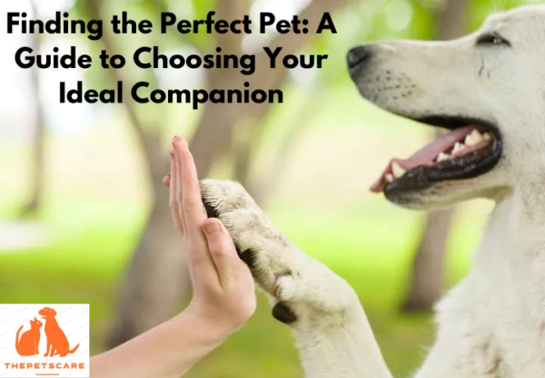 Finding the Perfect Pet: A Guide to Choosing Your Ideal Companion