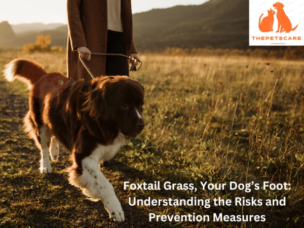 Foxtail Grass, Your Dog’s Foot: Understanding the Risks and Prevention Measures