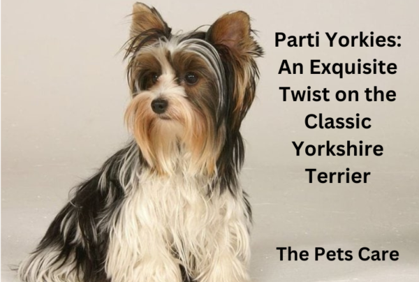 Parti Yorkies: An Exquisite Twist on the Classic Yorkshire Terrier