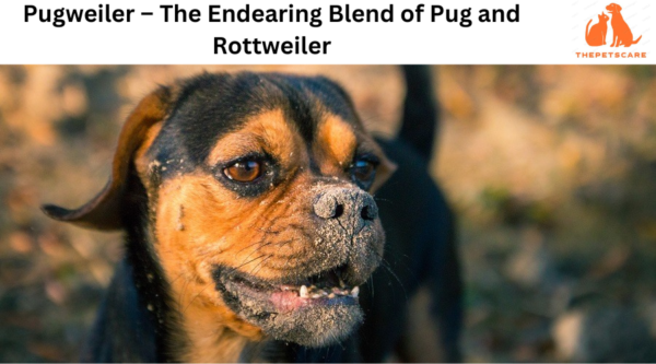 Pugweiler – The Endearing Blend of Pug and Rottweiler