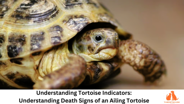 Understanding Tortoise Indicators: Understanding Death Signs of an Ailing Tortoise