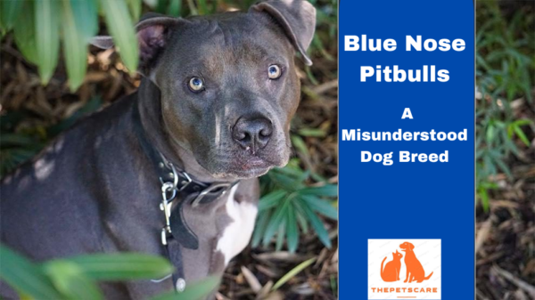 Blue Nose Pitbulls: A Misunderstood Dog Breed