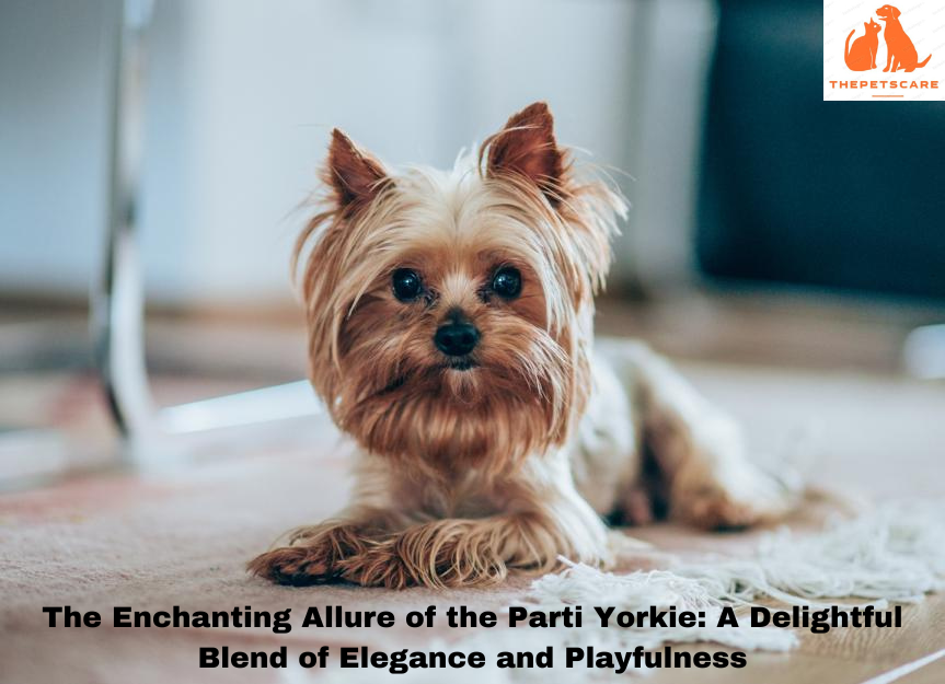 Parti Yorkie