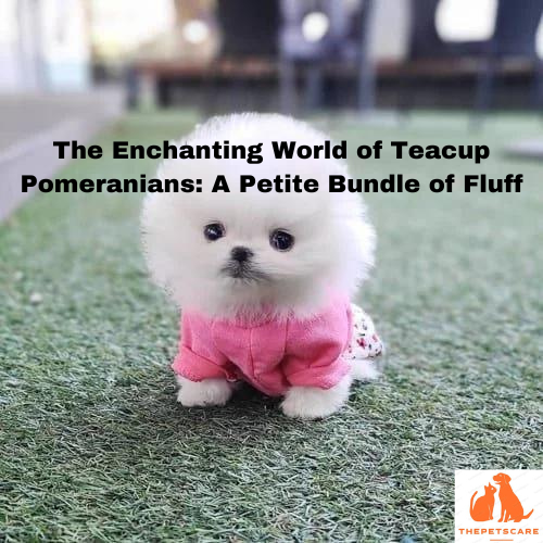 The Enchanting World of Teacup Pomeranians: A Petite Bundle of Fluff