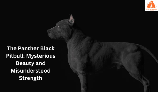 The Panther Black Pitbull: Mysterious Beauty and Misunderstood Strength